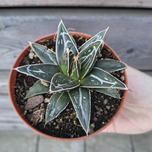 Agave victoriae-reginae ( Agáve kráľovská) – výška 5 cm, Ø 10 cm, kont. P11